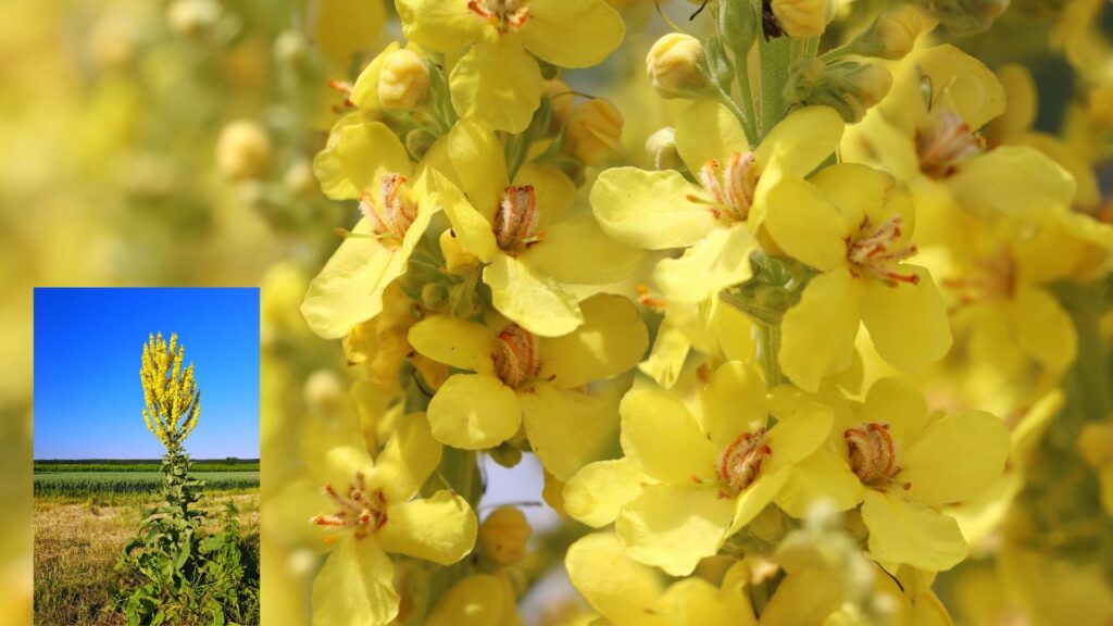 Mullein Plant Lung Supplement